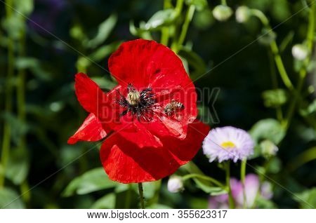 Memorial Day. Opium Flower. Poppy Of Wartime Remembrance. Symbol Of Sleep, Peace, And Death. Poppy S