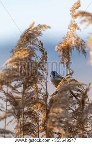 Little Rare Bird Named Bearded Reedling (panurus Biarmicus)