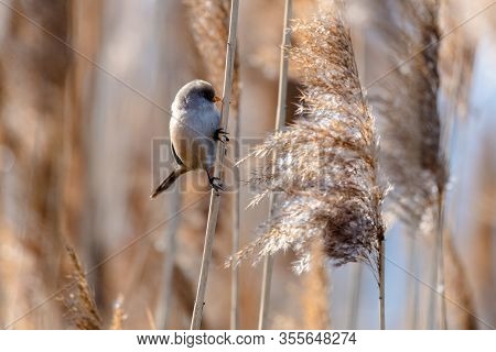Little Rare Bird Named Bearded Reedling (panurus Biarmicus)