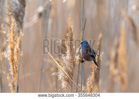 Little Rare Bird Named Bearded Reedling (panurus Biarmicus)