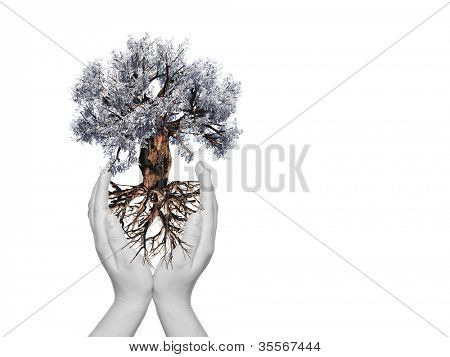 แนวคิดหรือแนวคิด baobab เครื่องมือสีเขียวต้นไม้ มีรากขึ้นในมือ และป้องกัน โดยสาวผม