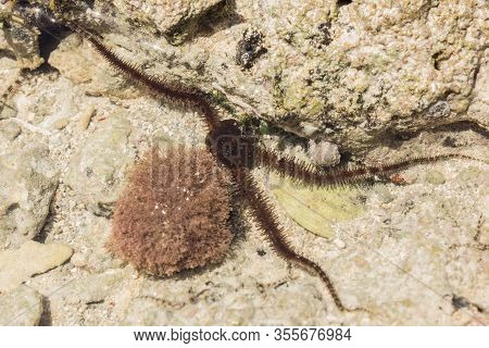 Ophiura Albida Is A Species Of Brittle Star In The Tanzania