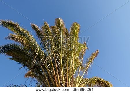 Close-up Detail Of Palm Tree On Sky Background.