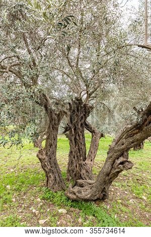 Old Perennial Olive Trees Grow In The Gey Ben Hinnom Park - Called In The Holy Books As The Blazing 
