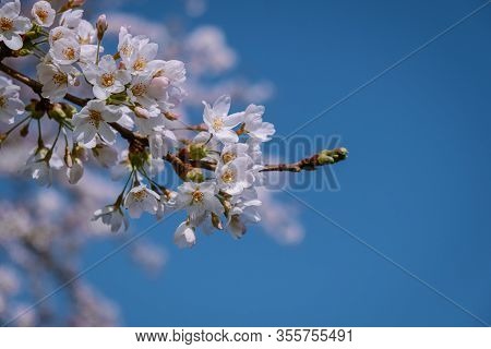 Kersenbloesempark Translation Flower Park There Are 400 Cherry Trees In The Amsterdamse Bos, In The 