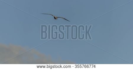 Sea Gulls Over Vrbenske Ponds In Spring Blue Sky Day