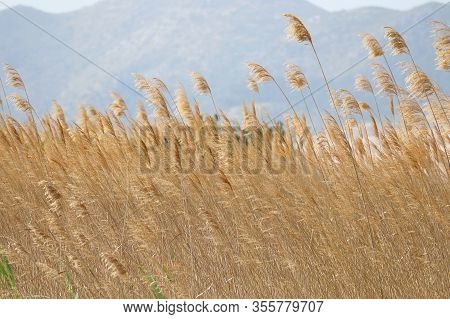 Rice Fields In Pego Oliva, Wet Zone
