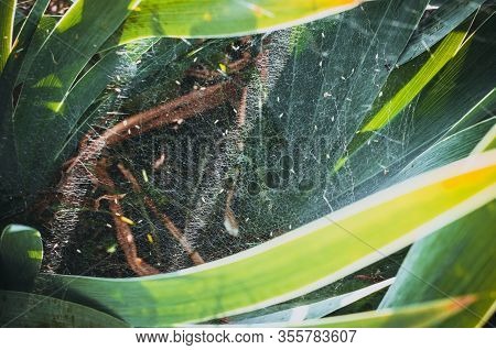 Iris Leaves Are Braided By A Thick Spider Web In Spring. The Suns Rays Fall On The Web. Close-up. Te