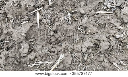 Oilcake Remaining After Harvesting Corn On The Ground. Clay, Furrows, Hay On The Field. Wet, Fertile