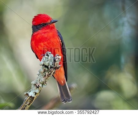 Tiny Red Bird Perched On A Branch