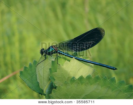 Libellula