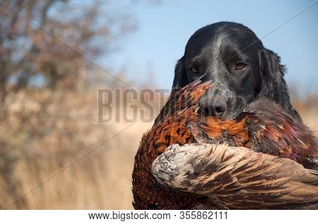 A Hunting Dog Of The Russian Spaniel Breed With A Pheasant In The Mouth. Selective Focus. Space For 