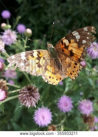 Spring Butterfly Burdock On Burdock Flowers. Vanessa Cardui