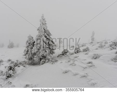 Frozen, snow-covered tree in the fog on Pilsko mountain in Slovakia