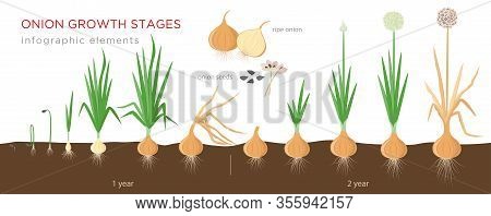 Onion Plant Growing Stages From Seeds To Ripe Onion - Two Year Cycle Development Of Onion - Set Of B