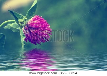 Macro Photo Nature Field Blooming Red Clover Flower. Landscape