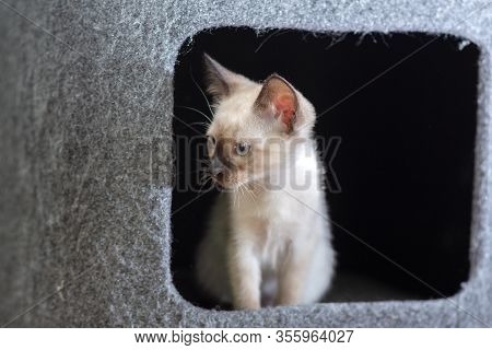 Curious Thai Kitten Peeks Out Of A House On A Cats Play Complex.