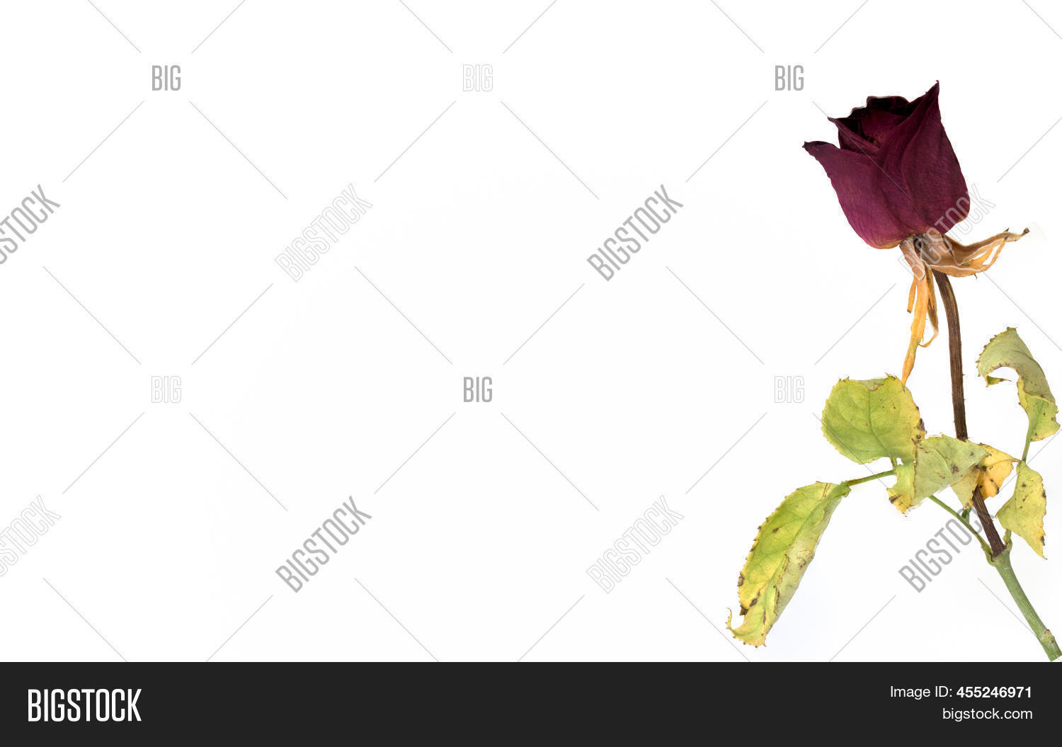 Close Withered Single Image & Photo (Free Trial) | Bigstock