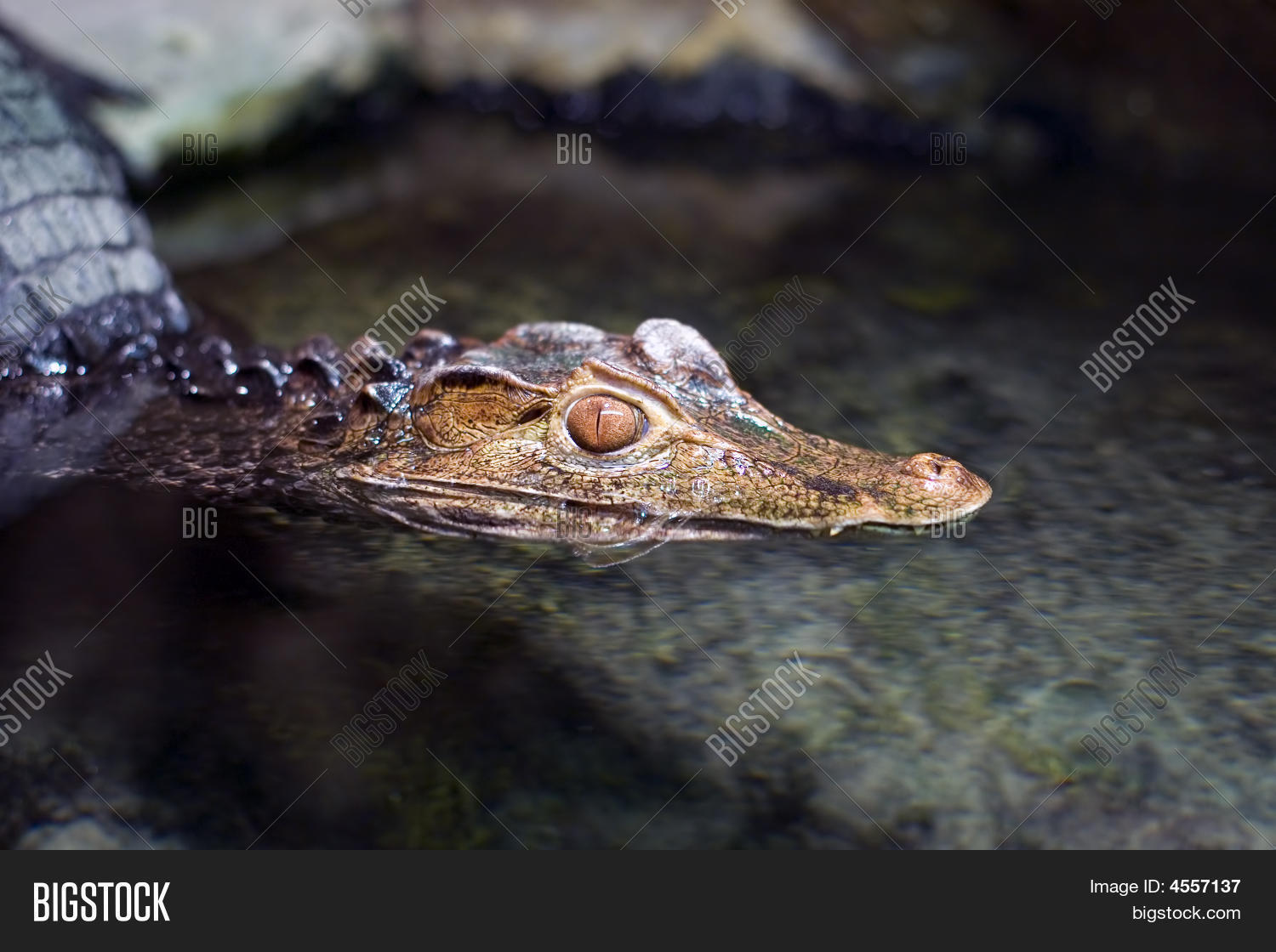 Image Preview