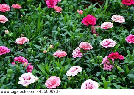 Dianthus Pental Flower. Dianthus Caryophyllus Plants. Beautiful Fresh Flowers. Summer Nature. Garden