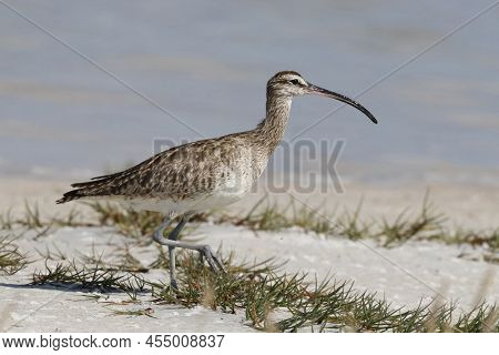 An American Whimbrel, Numenius Phaeopus Walking On A Sandy Beach In Florida