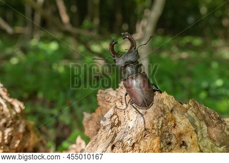 Male Lucane Skite (lucanus Cervus) On Dead Wood In Forest.
