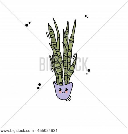 Houseplant - Snake Plant. Potted Plant Isolated On White Background.