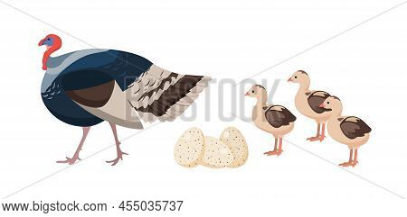 Vector Illustration Of Home Beautiful Turkey With Turkey Poults And Eggs On White Background. Poultr
