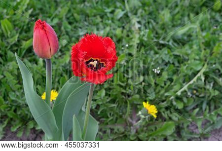 Red Poppy Tulips Blooming In The Spring Garden. Tulips Gesner's At The Beginning Of Flowering.