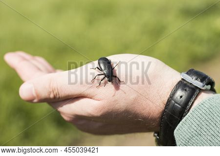 Steppe Black Beetle On A Human Hand.