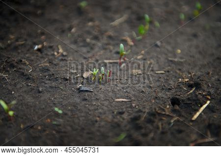 Sprouted Seedlings Growing In Open Black Soil Vegetable Garden. Agricultural Hobby, Horticulture, Or