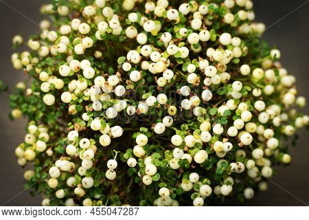 Nertera Granadensis Potted Plant With White Unripe Berries. Top View