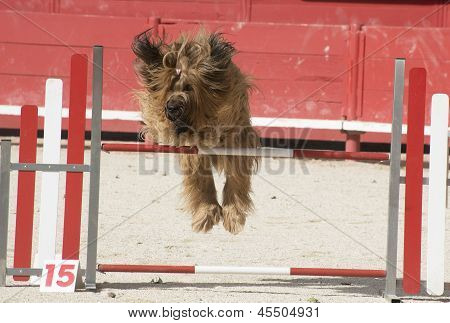 Briard v Agility