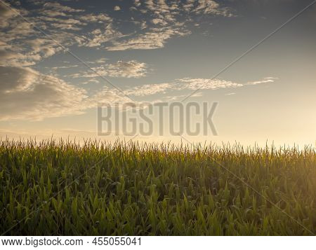 Corn Plantation In Organic Farming With A Solar Panel Field