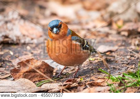 Common Chaffinch, Fringilla Coelebs, Sits On The Ground In Spring. Common Chaffinch In Wildlife.