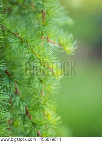Young Branches Of Larch. Closeup Of Green Larch Young Needles. Larix Sibirica, The Siberian Larch Or