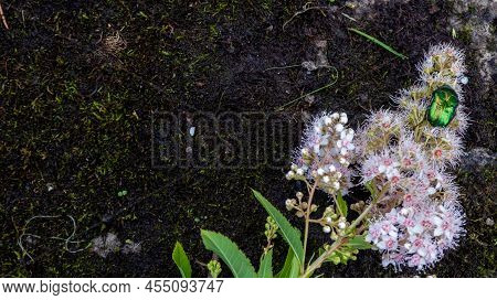 Rose Chafer - Cetonia Aurata - On Flowers Of Spirea Bumalda. High Quality Photo