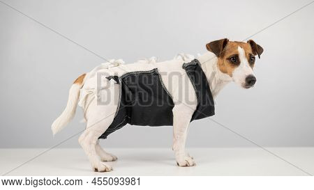 Jack Russell Terrier In Post-op Blanket After Female Sterilization. Dog Hysterectomy.