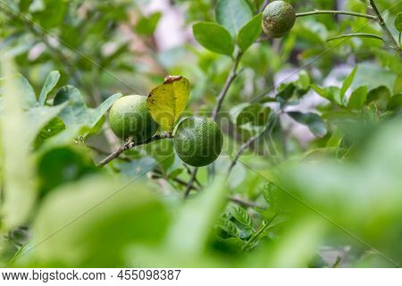 Green Limes On A Tree. Lime Green Tree Hanging From The Branch. Lime Ready For Harvest Fresh On Tree