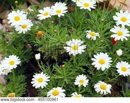 White Daisies, сhamomile On A Background Of Green Leaves. View From Above. Floral Background.