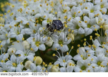 Closeup On A Small Scarab Beetle, Valgus Hemipterus, Sitting On A White Flower In The Field.