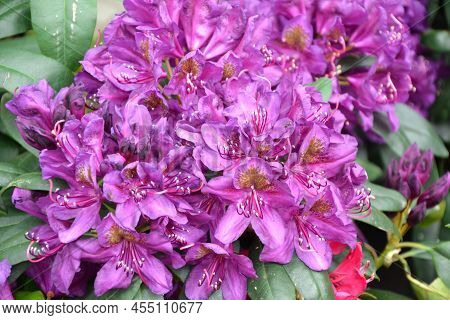 Rhododendron Flowers. Rhododendron Catawbiense Grandiflorum. Wilgens Ruby And Roseum Elegans Blossom