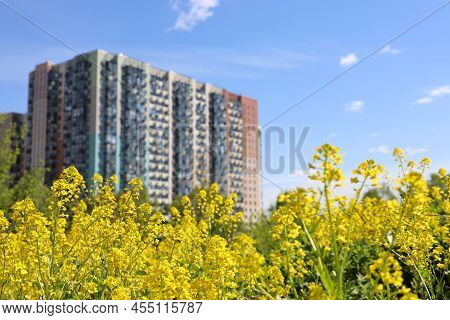 Defocused View To The Residential Buildings Through Yellow Flowers Of Barbarea Vulgaris Also Known A