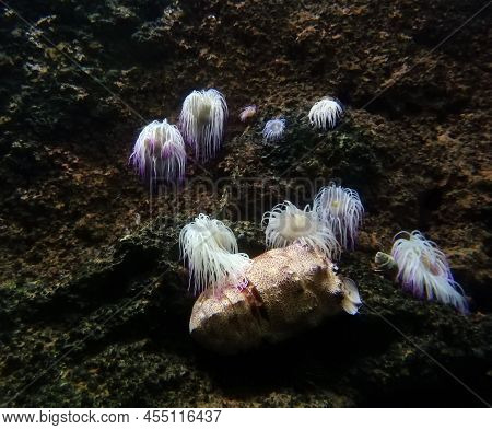 Group Of Snakelocks Anemone With Fluorescent Tentacles In A Rock Pool
