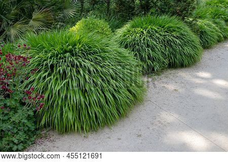 Hakonechloa Macra Or Japanese Forest Grass Ornamental Plant With Cascading Mounds Of Lush Green Foli