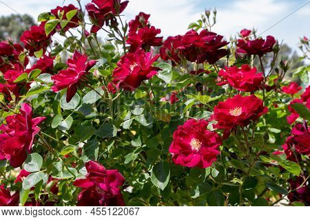 Dark Red Climbing Semi-double Rose Flowers In The Sunny Garden