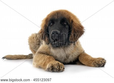 Puppy Leonberger In Front Of White Background