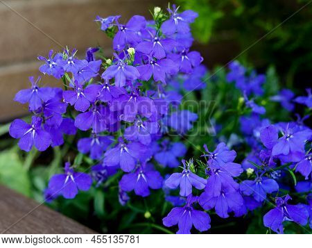 Selective Focus Of Lobelia (lobelia Erinus) Flowers With Blurred Background