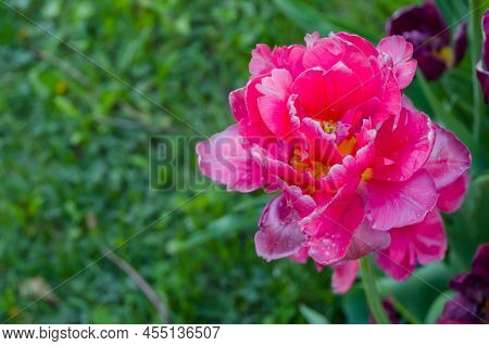 Pink Tulip Chato Flower - Close Up. Nature, Floral, Blooming And Gardening Concept