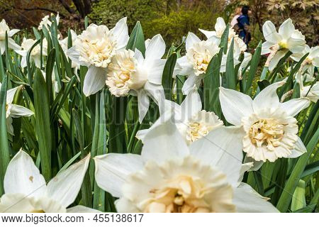 Classic Narcissus Plant With Double Yellow-orange Flowers, 'replete Improved' Variety With Double Pi